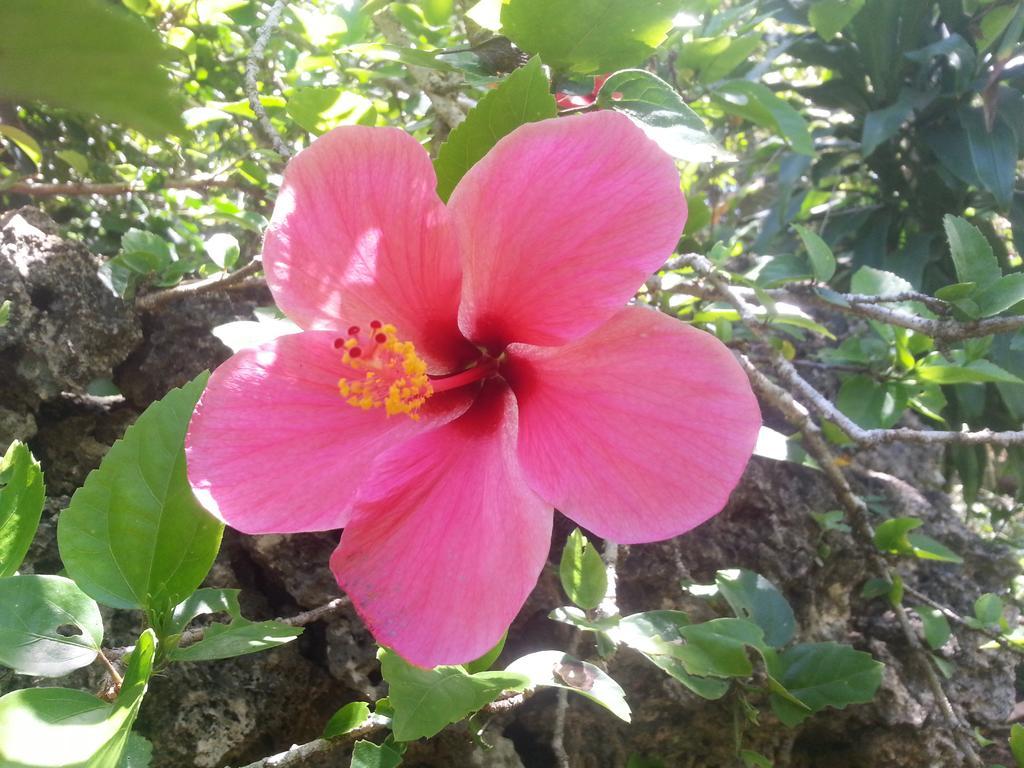 Kim'S Garden Villa Anda  Ngoại thất bức ảnh
